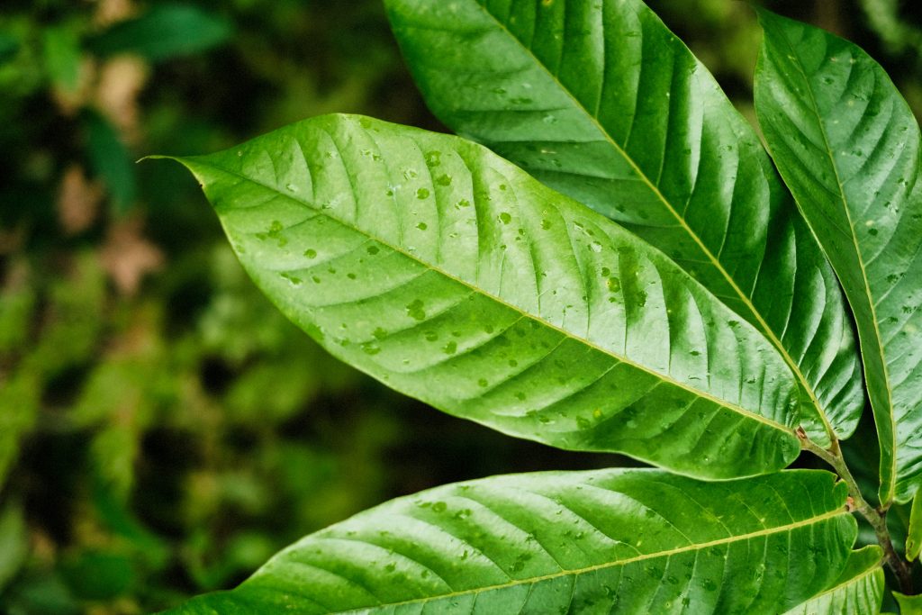 Soursop Leaves