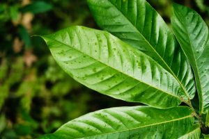 Soursop Leaves